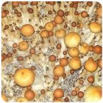 Псилоцибиновые (галлюциногенные) грибы Psilocybin "Golden Teacher" в Дальнереченске Псилоцибиновые (галлюциногенные) грибы Psilocybin "Golden Teacher" в Дальнереченске