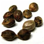 Семена марихуаны АК-47 (Seeds AK-47) в Дальнереченске Семена марихуаны АК-47 (Seeds AK-47) в Дальнереченске